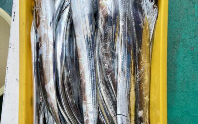 １０月２４日　金曜日　タチウオ船