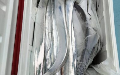 10月25日土曜日 タチウオ船