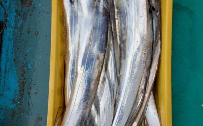 10月29日水曜日 タチウオ船