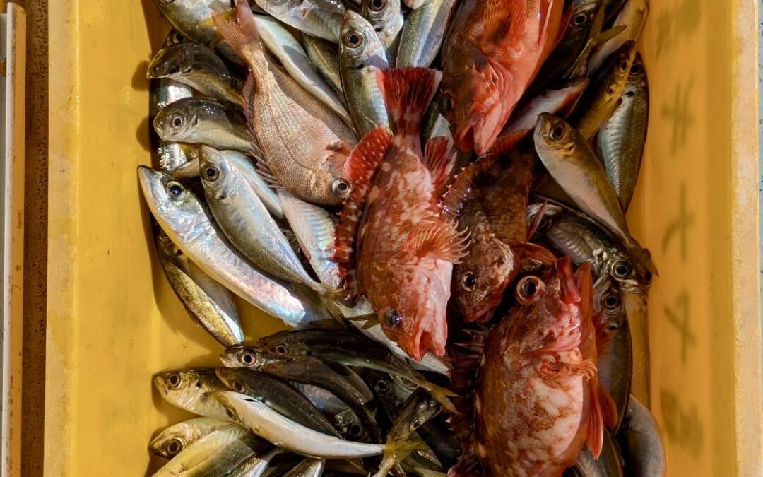 １１月２２日土曜日　アジ・カサゴ船