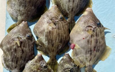 １１月２３日日曜日　　カワハギ・フグ船