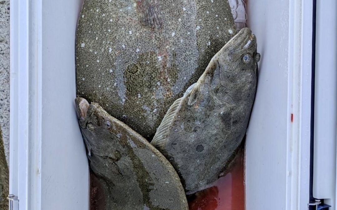 １２月６日土曜日　　泳がせ大物釣り