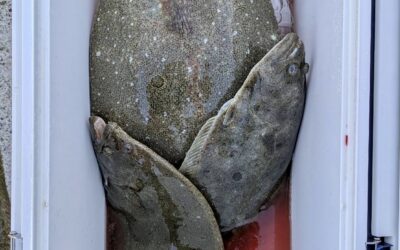 １２月６日土曜日　　泳がせ大物釣り