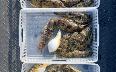 １２月１７日水曜日　ふぐ・カワハギ船