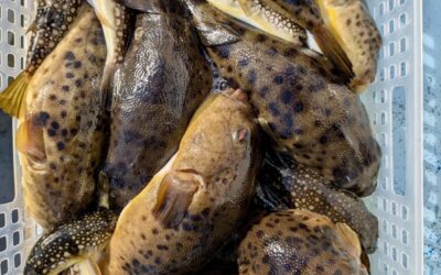 １月１７日土曜日　ふぐ船