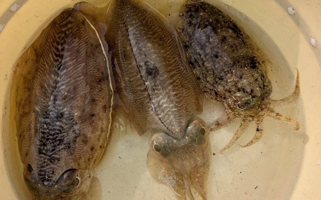 １月１５日木曜日　コウイカ船