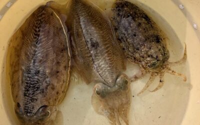 １月１５日木曜日　コウイカ船