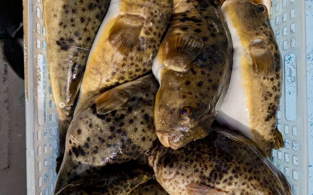 １月２６日月曜日　ふぐ船