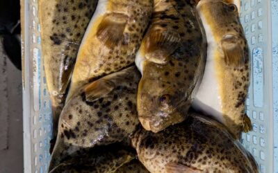 １月２６日月曜日　ふぐ船