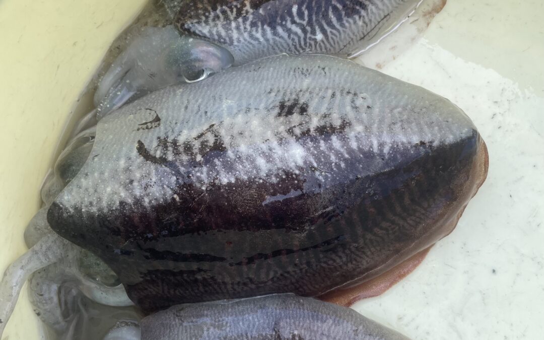 ２月６日金曜日　コウイカ船