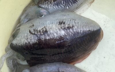 ２月６日金曜日　コウイカ船