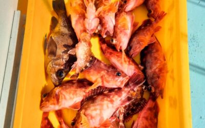 ２月１４日土曜日　ショート体験フィッシング　カサゴ船