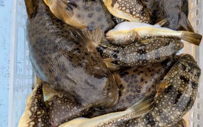 ２月１５日日曜日　　フグ船